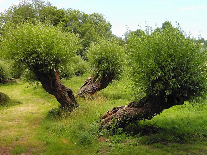 les arbres semblent éviter quelque chose