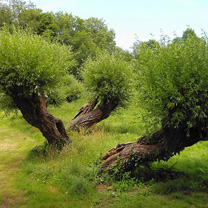 les arbres semblent éviter quelque chose